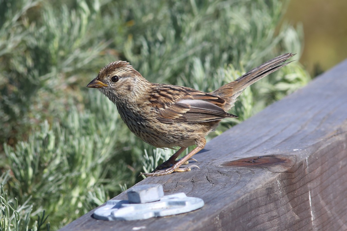 White-crowned Sparrow (nuttalli) - R.J.  Adams