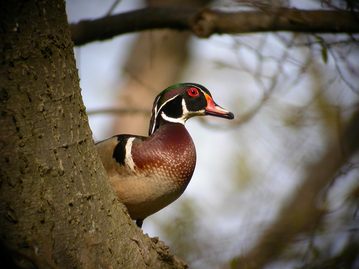 Wood Duck - Brennan Mulrooney