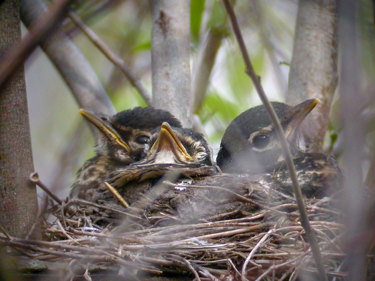 American Robin - Brennan Mulrooney