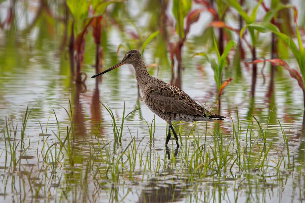 Hudsonian Godwit - Tim Vellutini