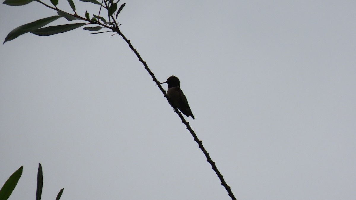 Kara Boğazlı Kolibri - ML618520609