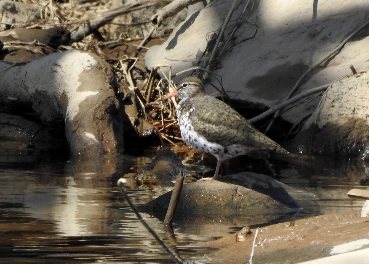 Spotted Sandpiper - ML618520614