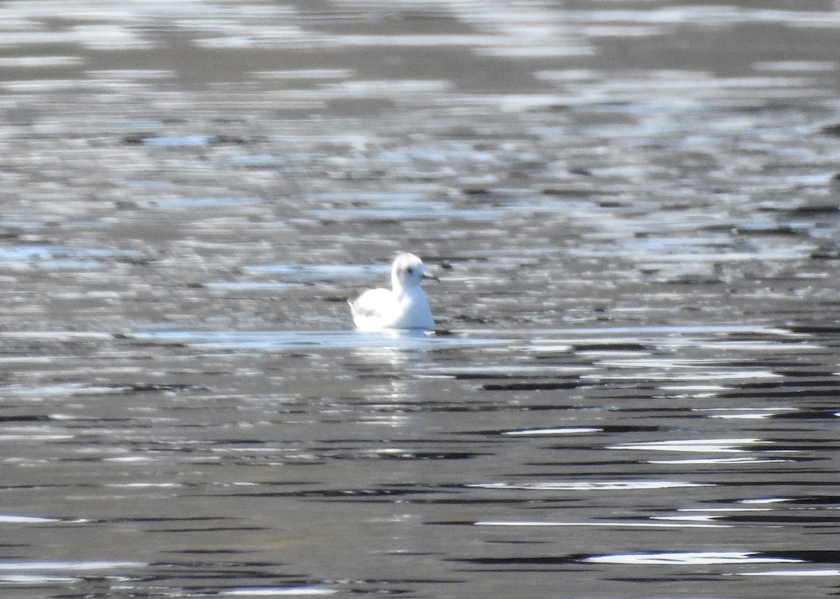 Mouette de Bonaparte - ML618520622