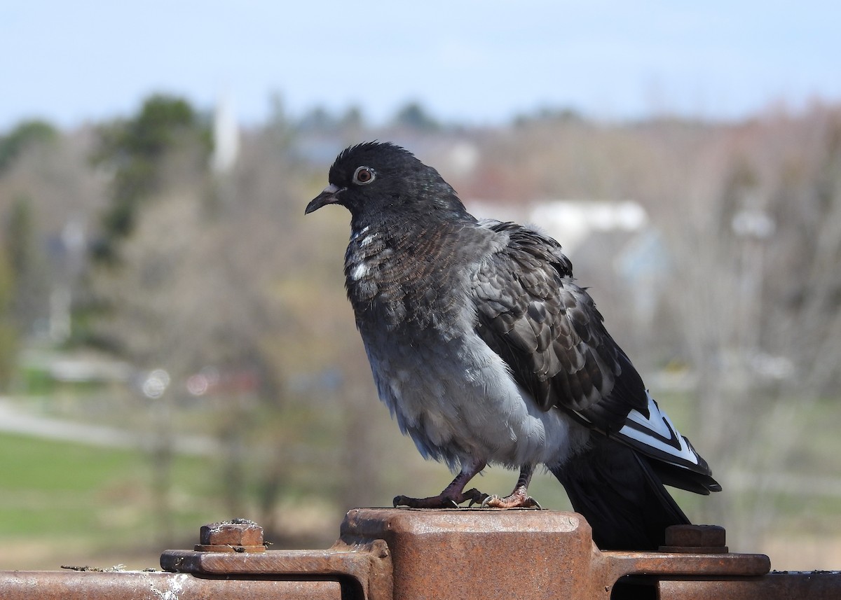 Rock Pigeon (Feral Pigeon) - ML618520628