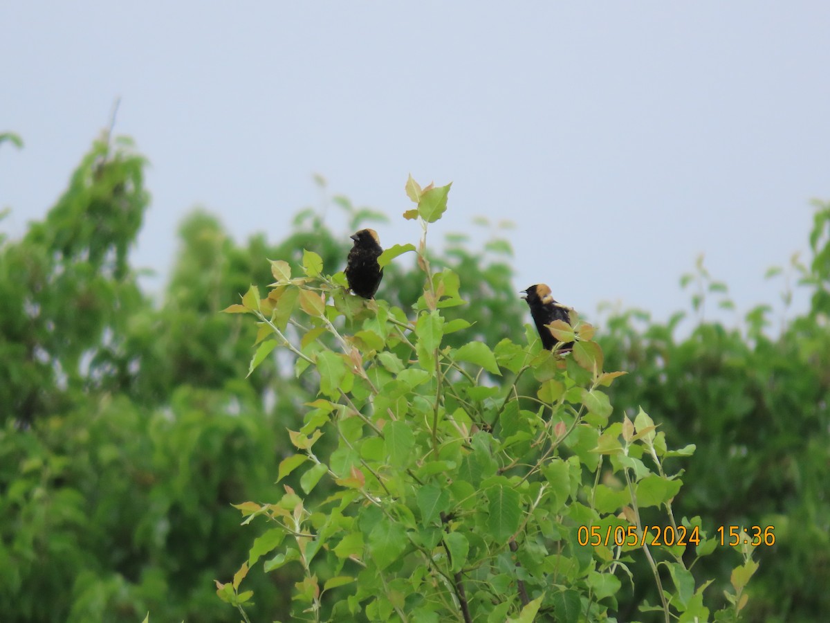 Bobolink - Ed Wallace