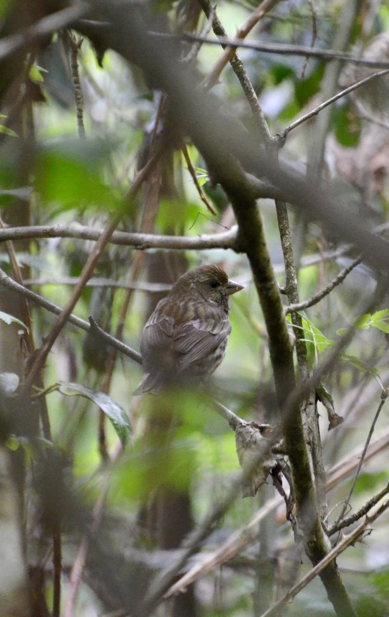 Purple Finch - Vanessa Hum