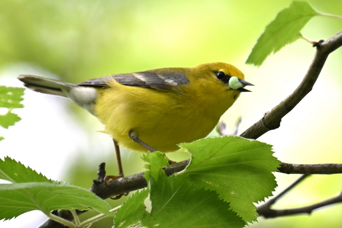 Blue-winged Warbler - ML618520656