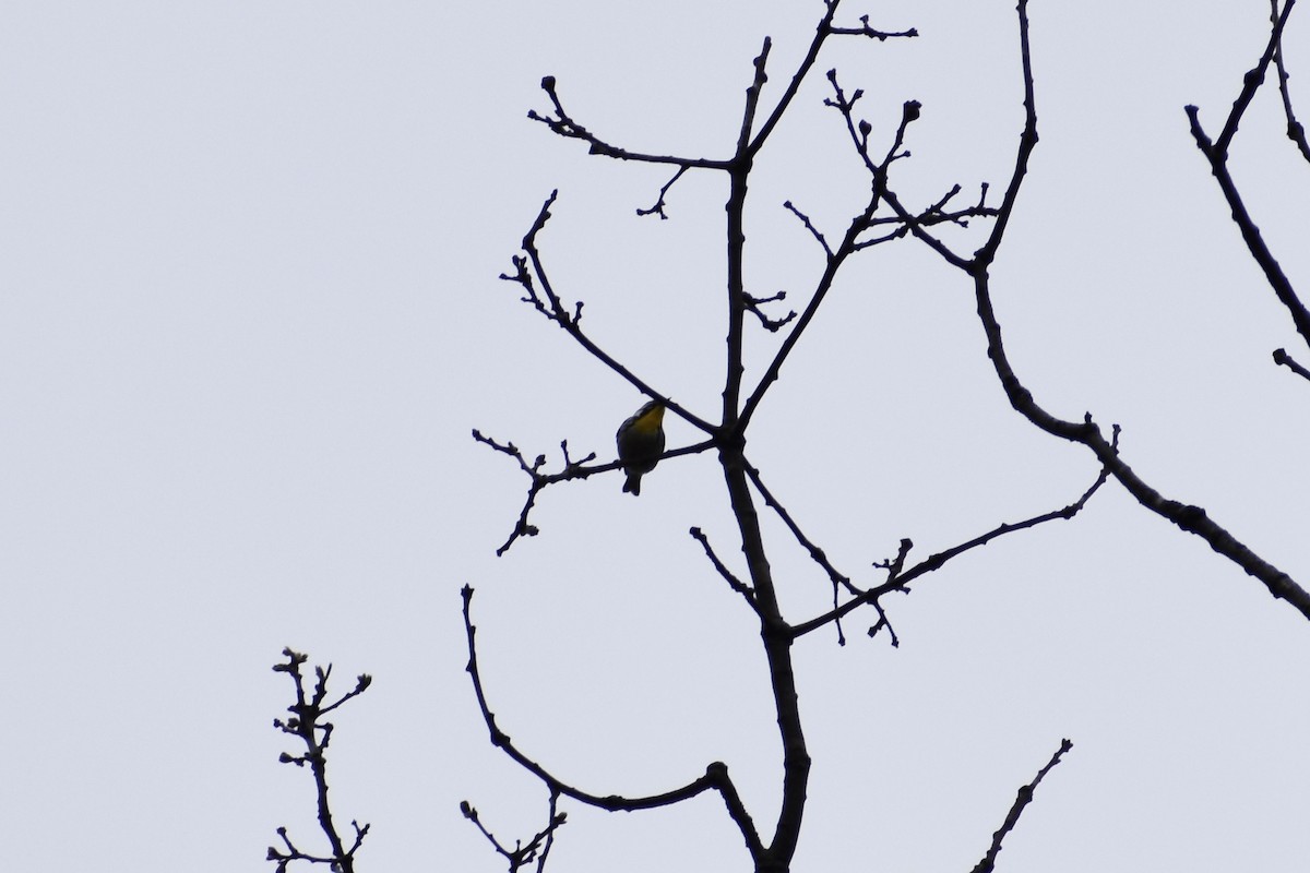 Paruline à gorge jaune - ML618520661