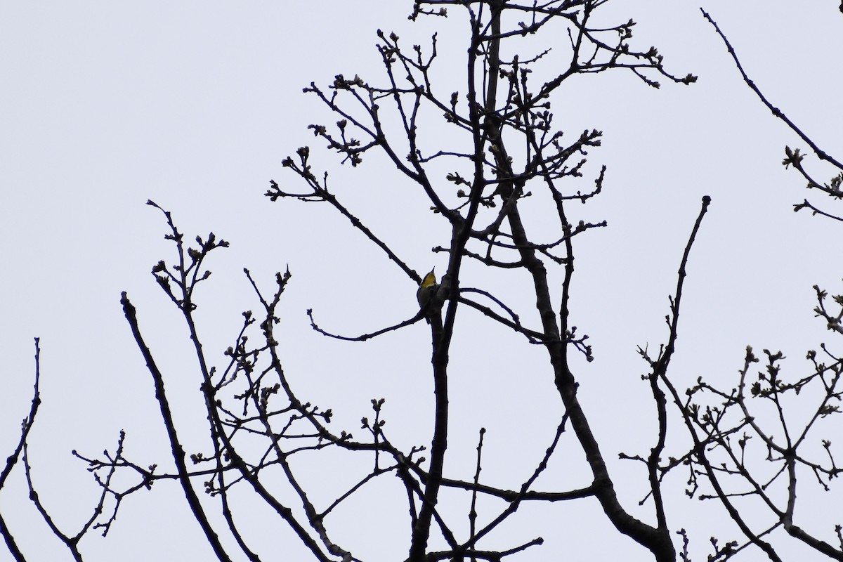 Paruline à gorge jaune - ML618520662