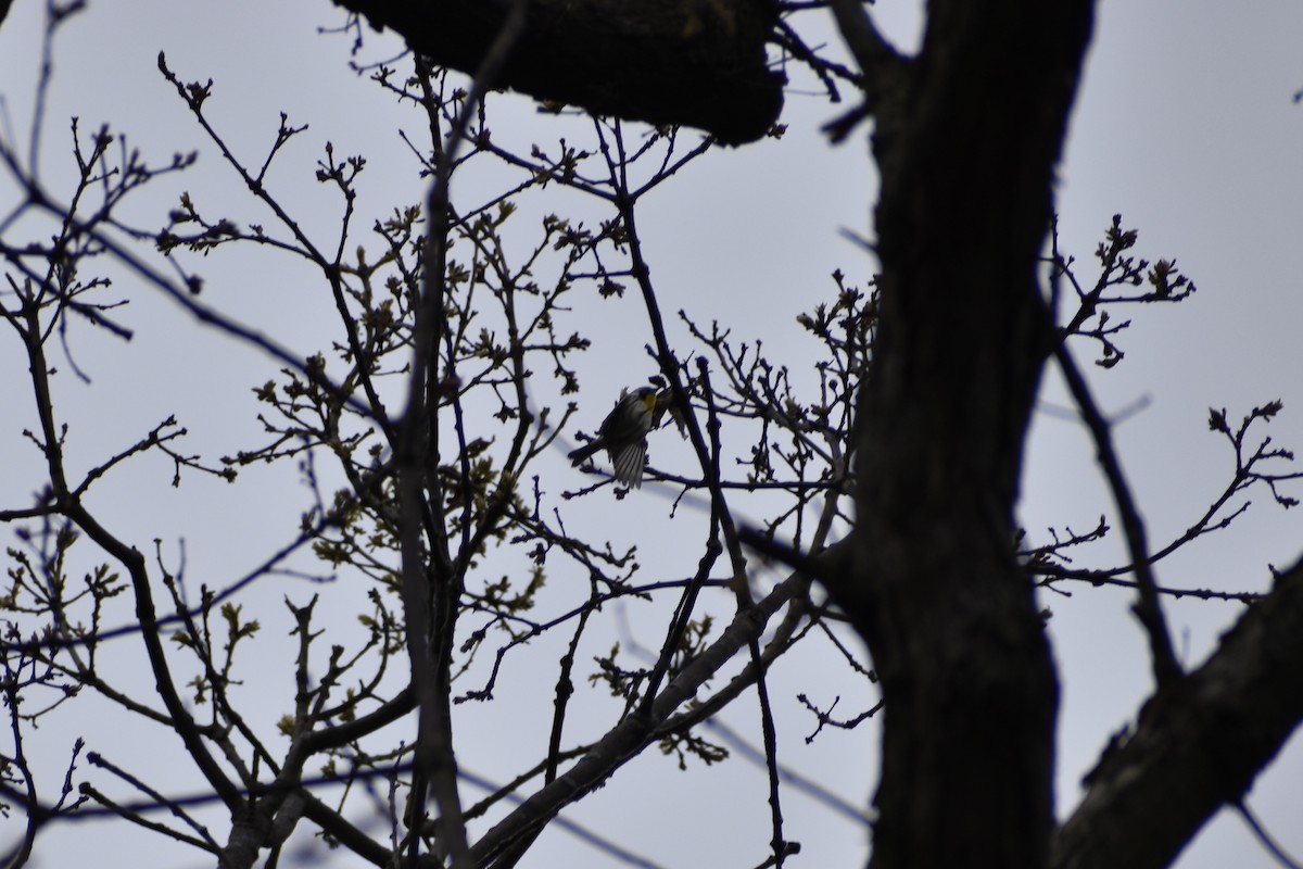 Yellow-throated Warbler - ML618520663