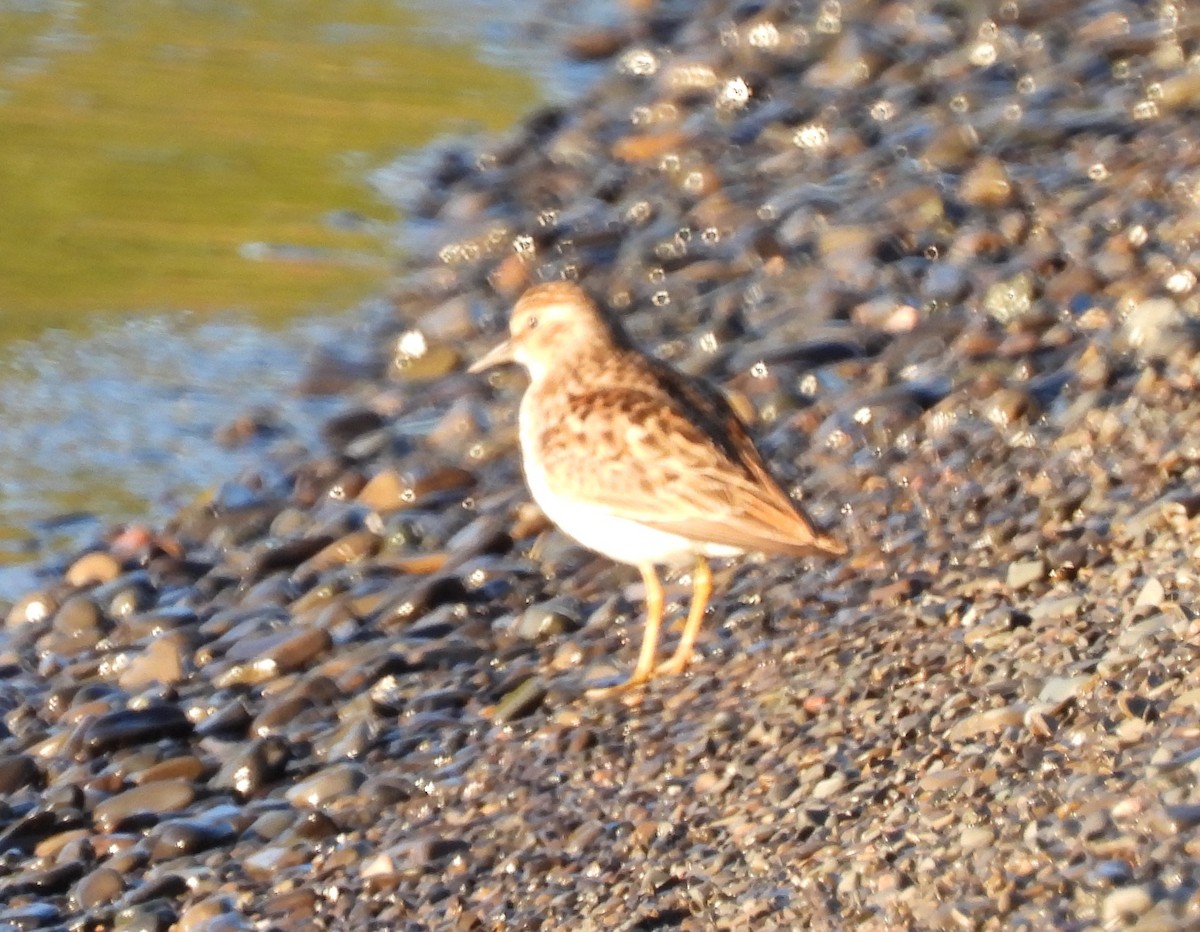 Least Sandpiper - ML618520670