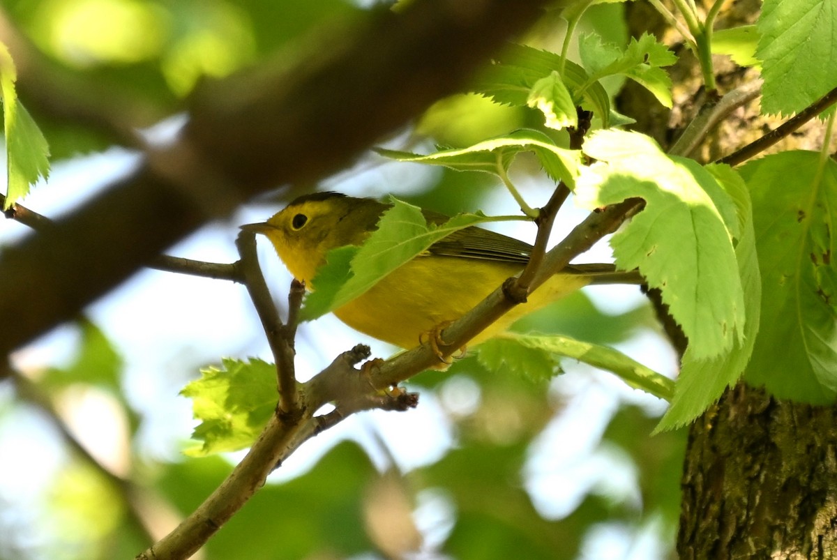 Wilson's Warbler - Blake Livingston