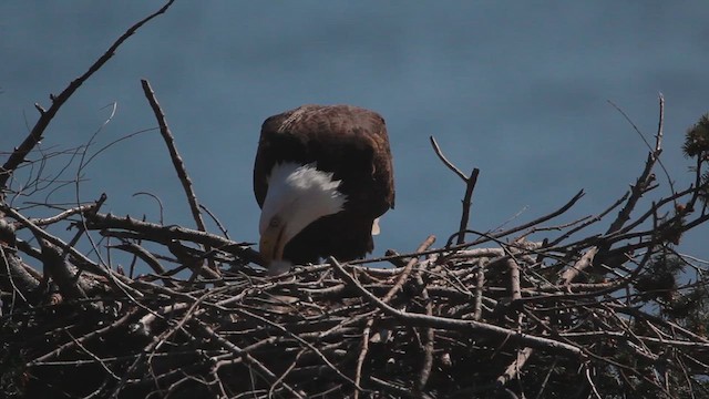 Weißkopf-Seeadler - ML618520678