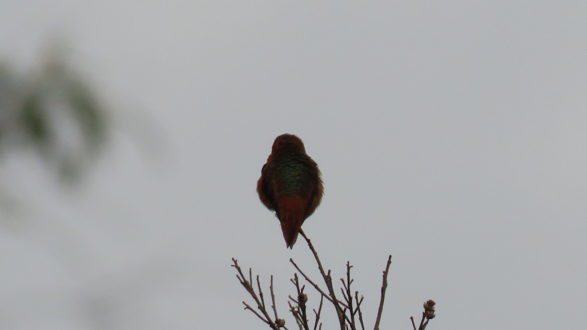 Colibrí de Allen - ML618520696