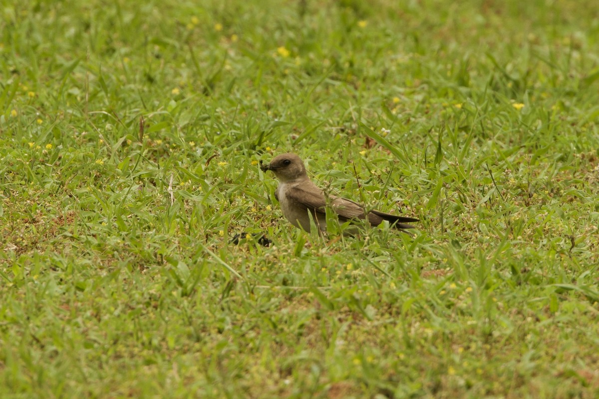 Northern Rough-winged Swallow - Benjamin Dillard