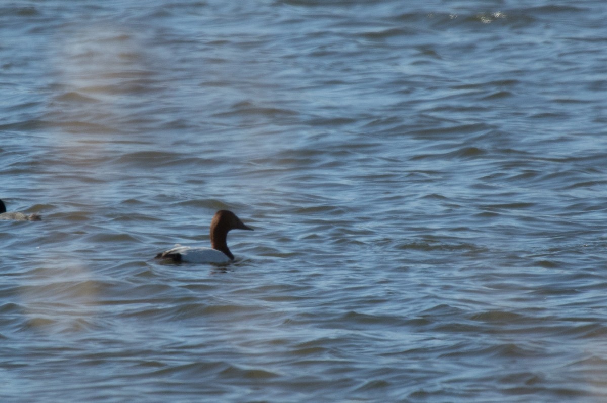 Canvasback - ML618520710