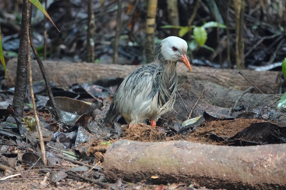 Kagu - Scott Terrill