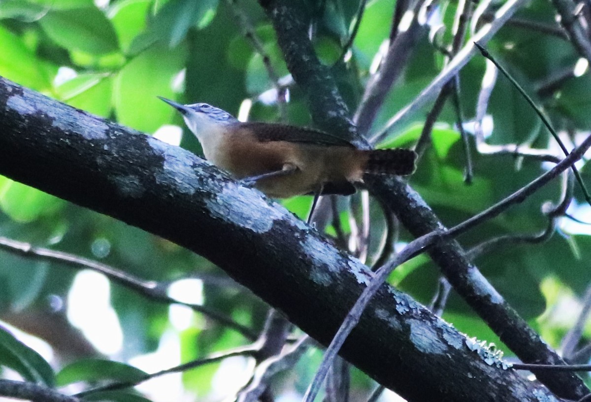 Buff-breasted Wren - ML618520721