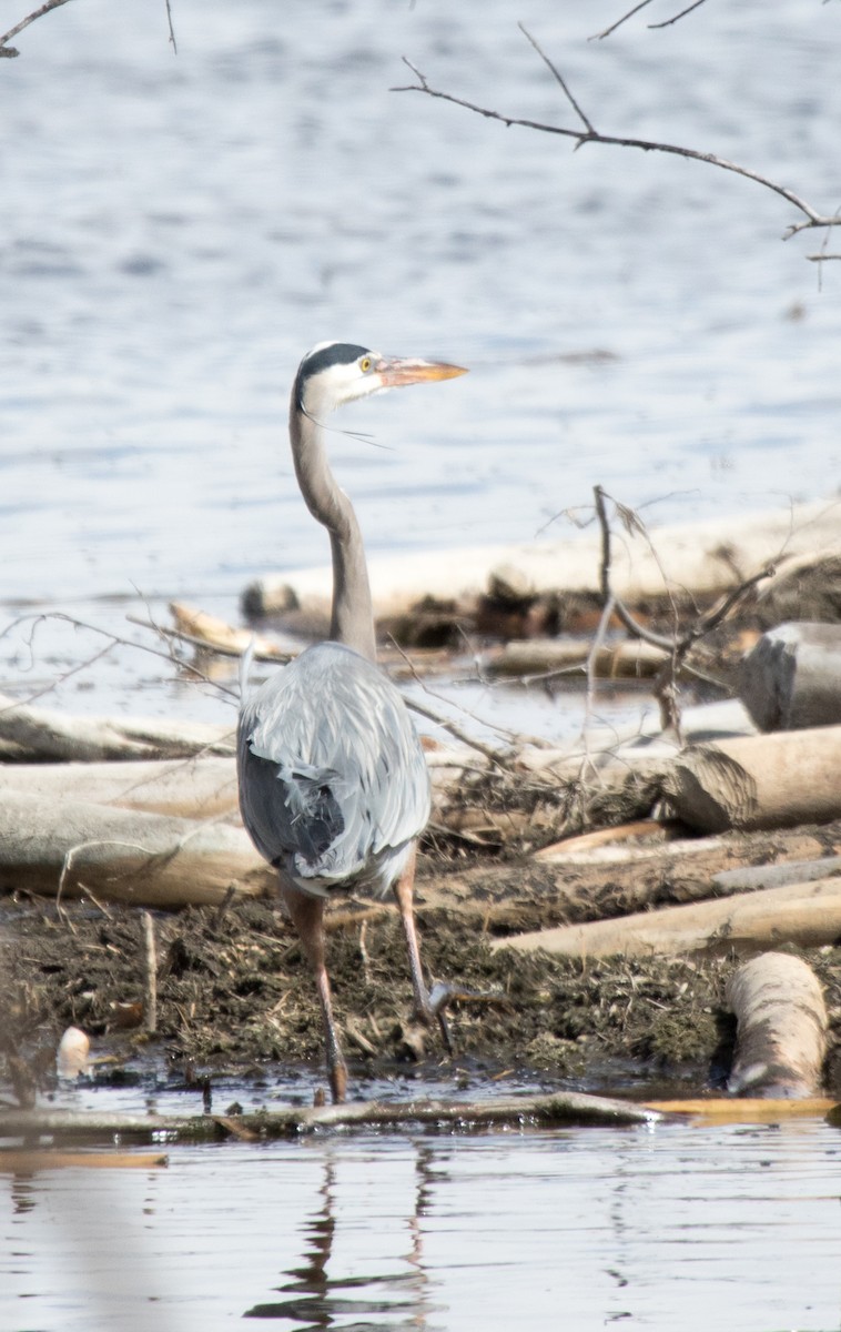 Great Blue Heron - ML618520745
