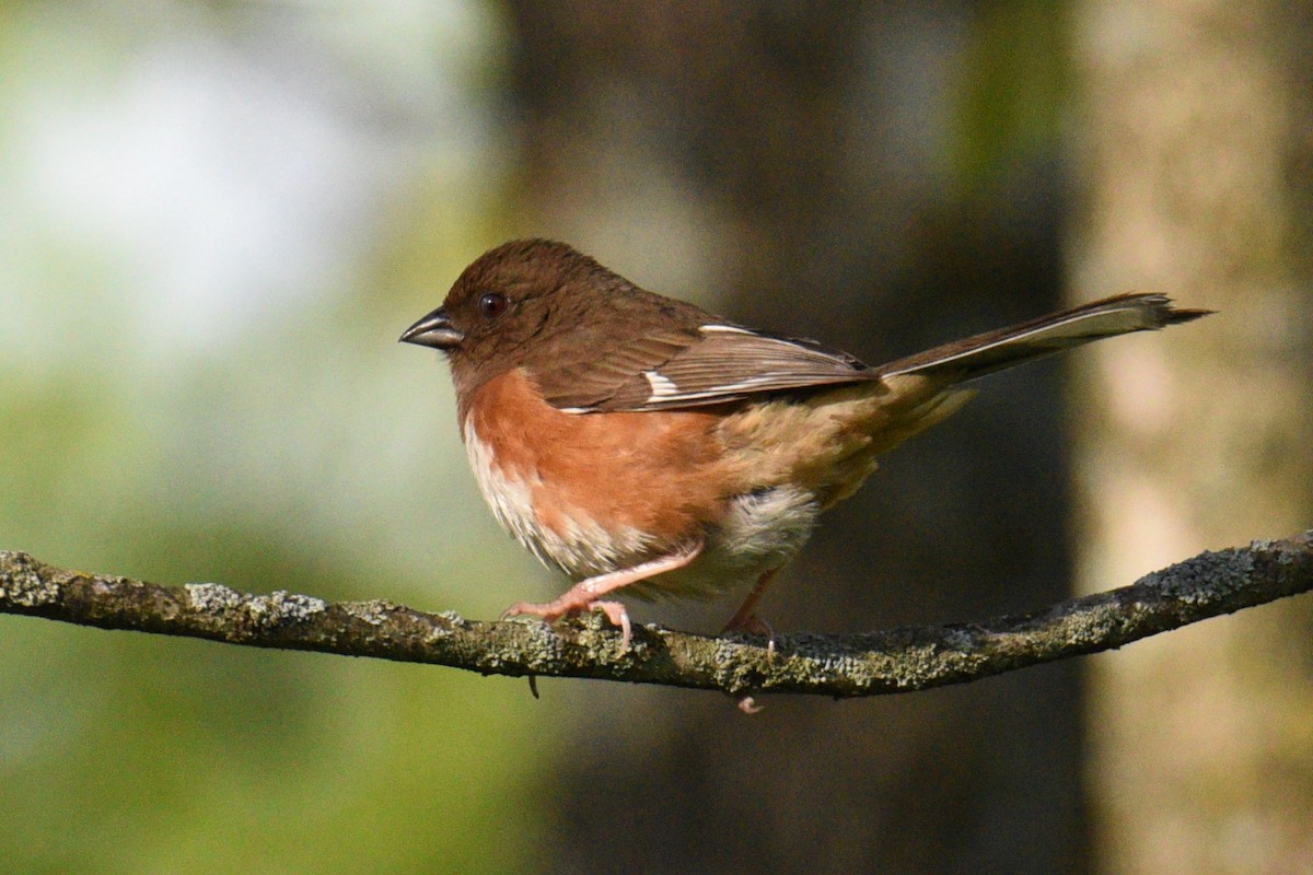 Eastern Towhee - ML618520750