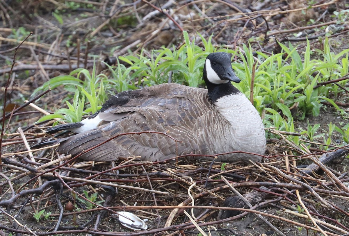 Canada Goose - ML618520769