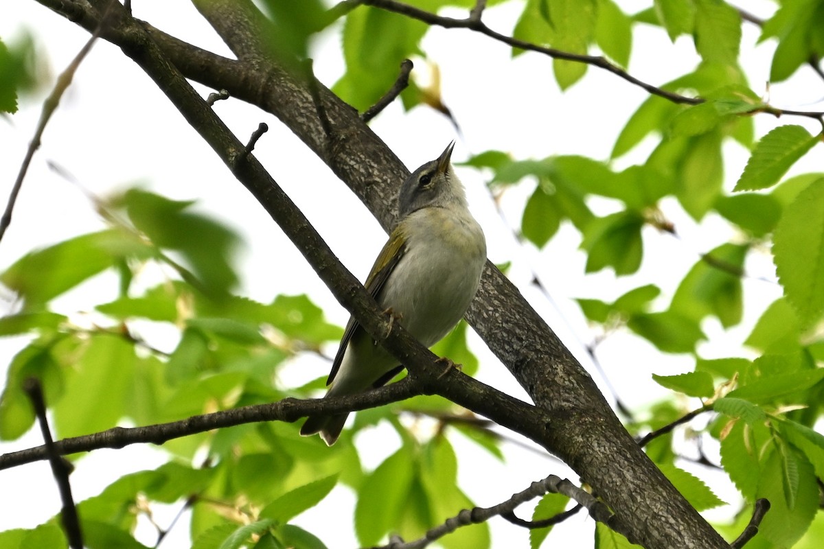 Tennessee Warbler - Blake Livingston