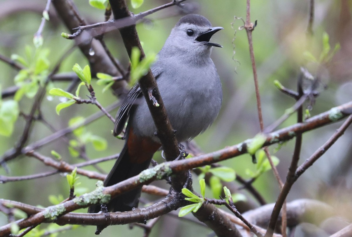 Gray Catbird - ML618520781