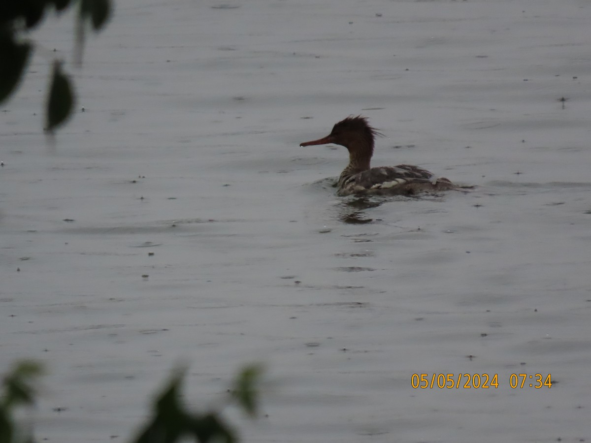 Red-breasted Merganser - Ed Wallace