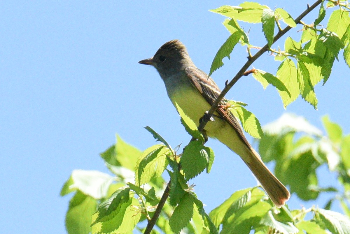 Great Crested Flycatcher - Peter Leabhart