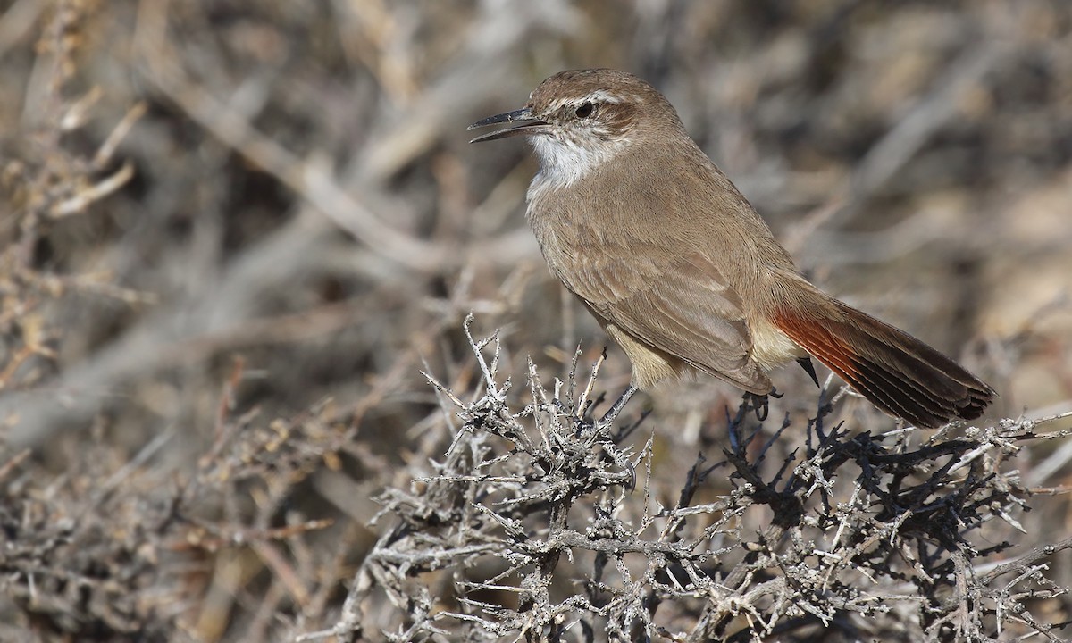 Bandurrita Patagona - ML618520827