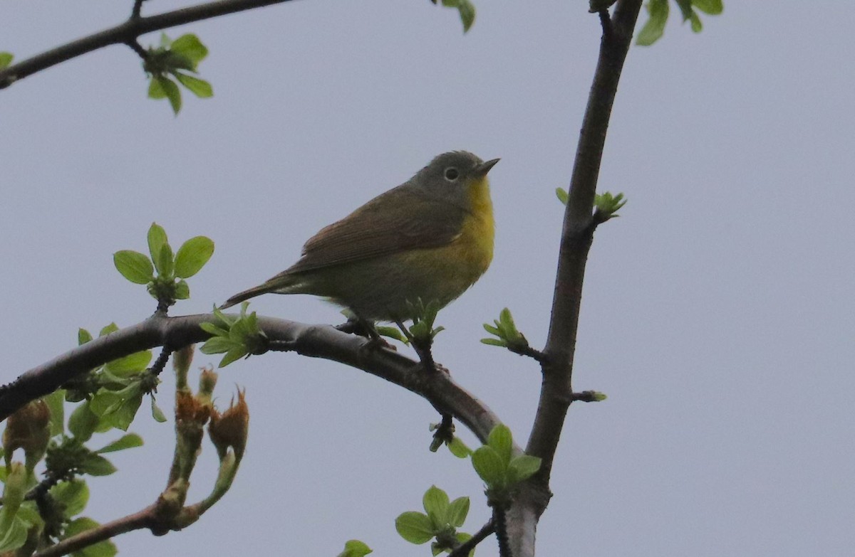 Nashville Warbler - ML618520840