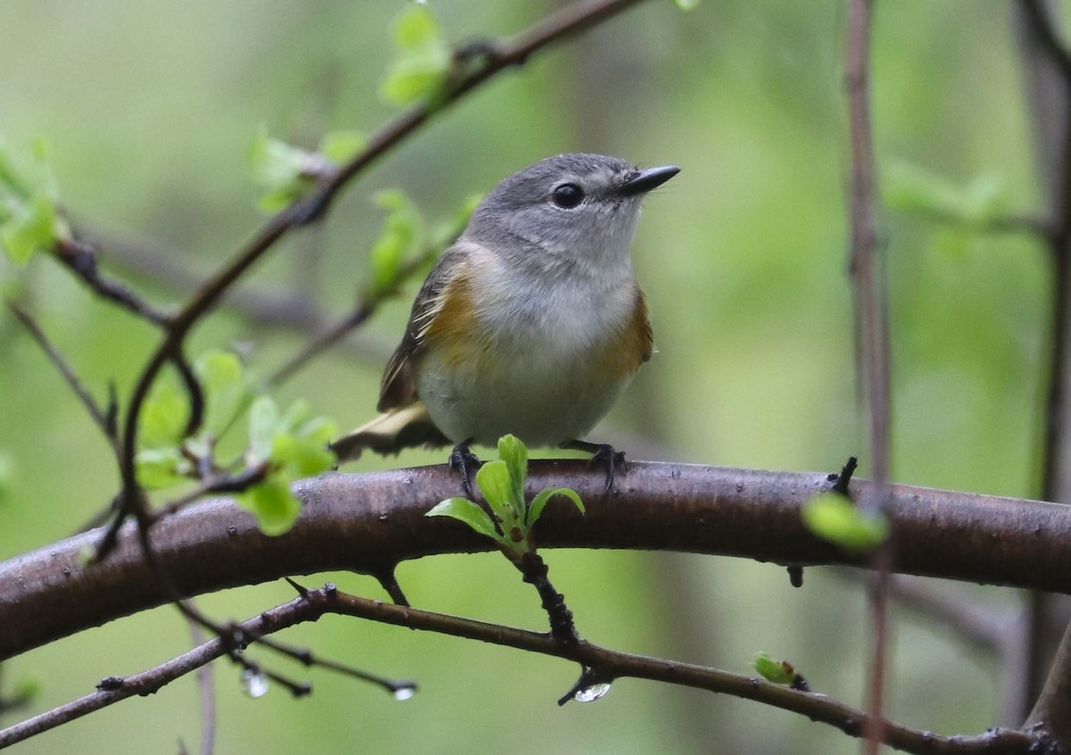 American Redstart - ML618520847