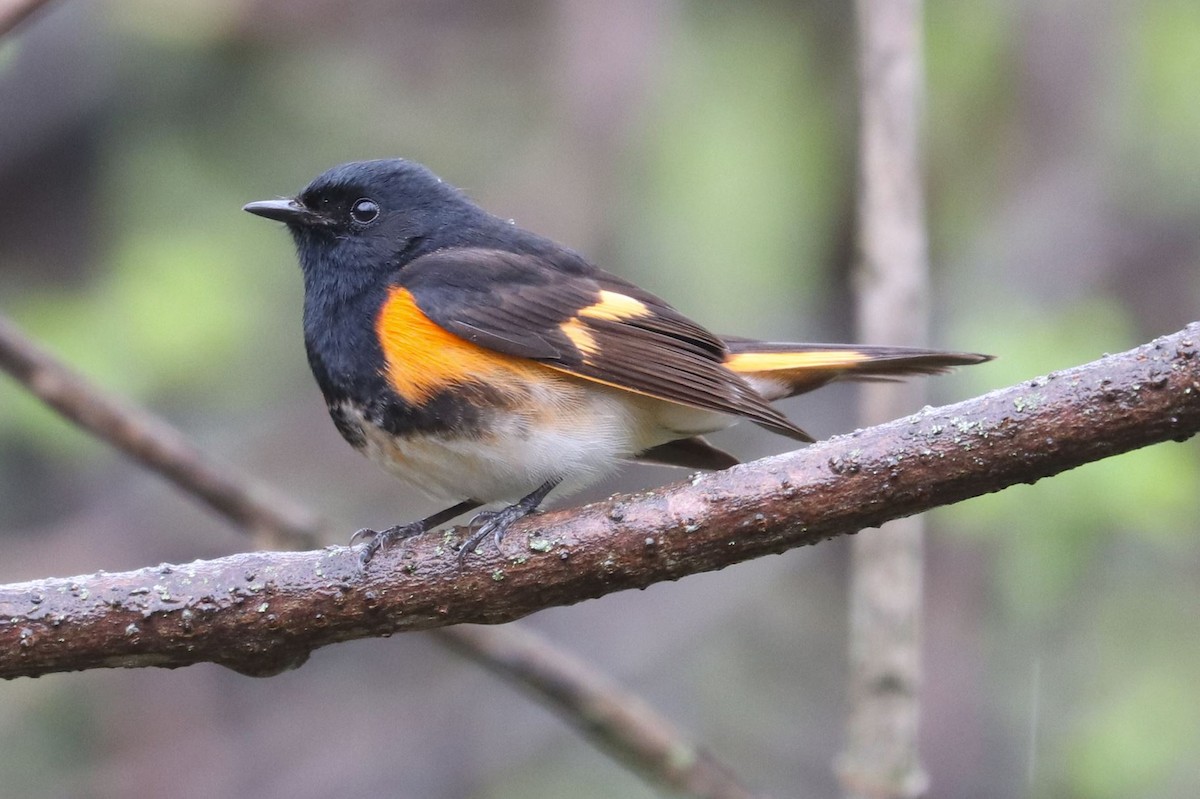 American Redstart - Aaron Hywarren