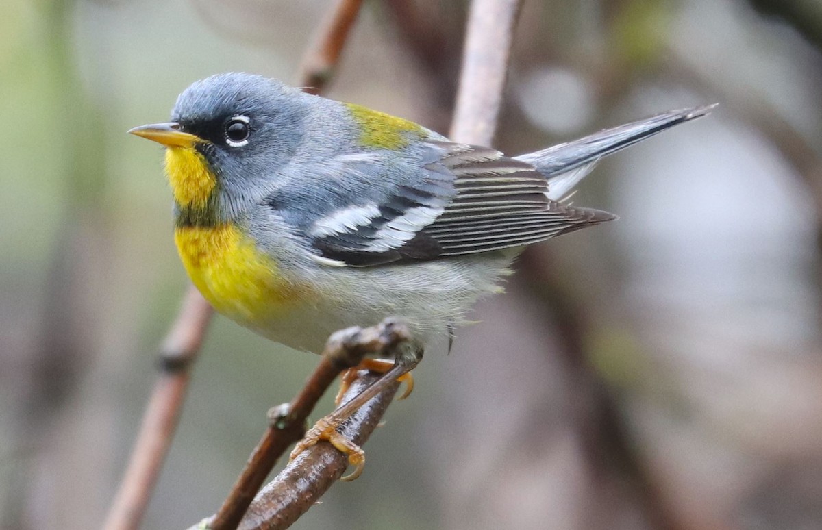 Northern Parula - ML618520863