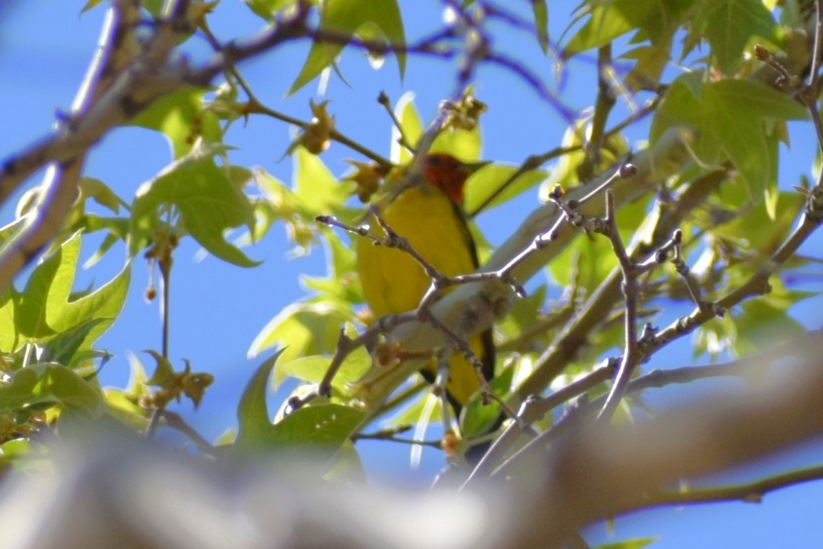 Western Tanager - Pamela Carney