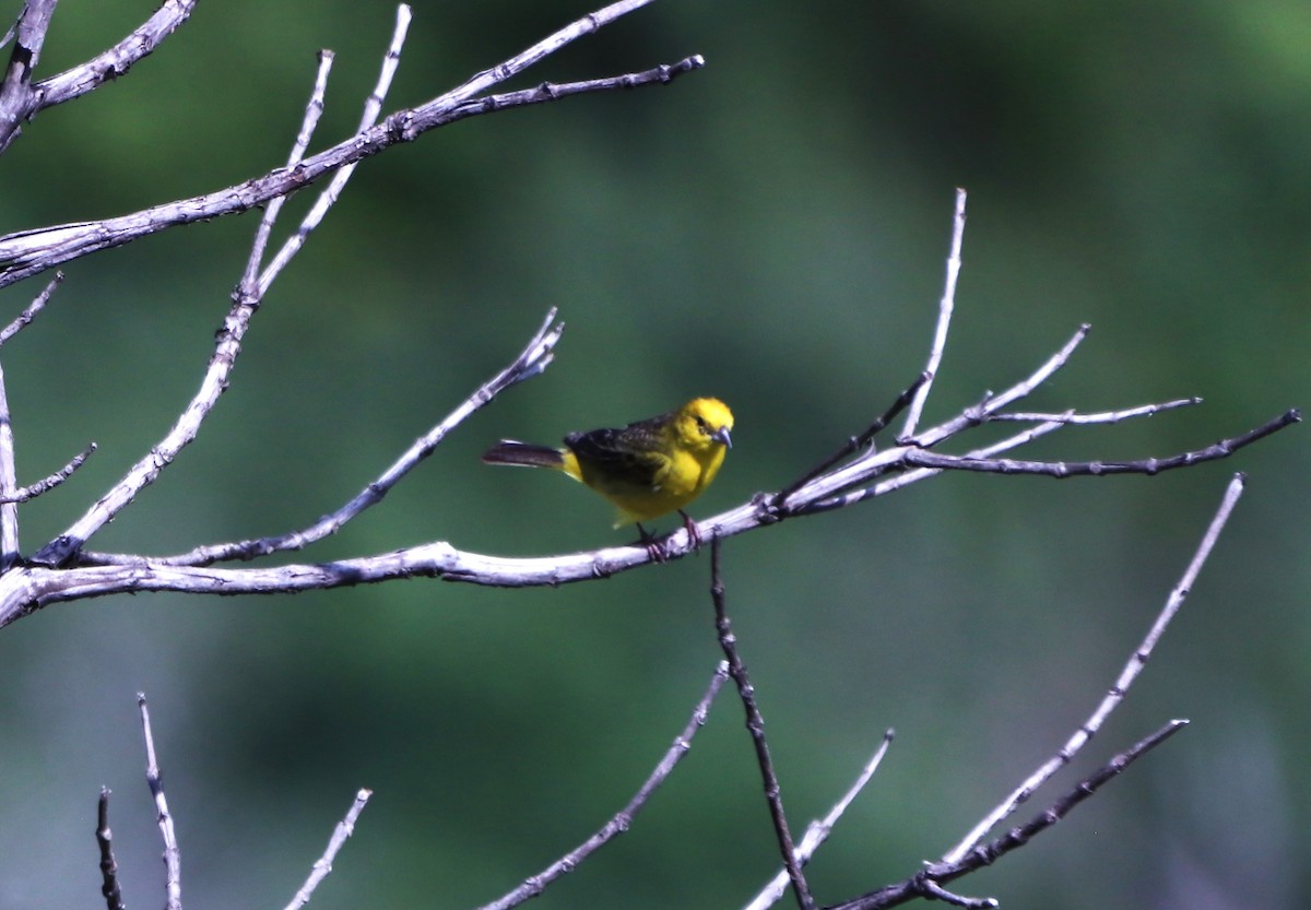 Stripe-tailed Yellow-Finch - ML618520883