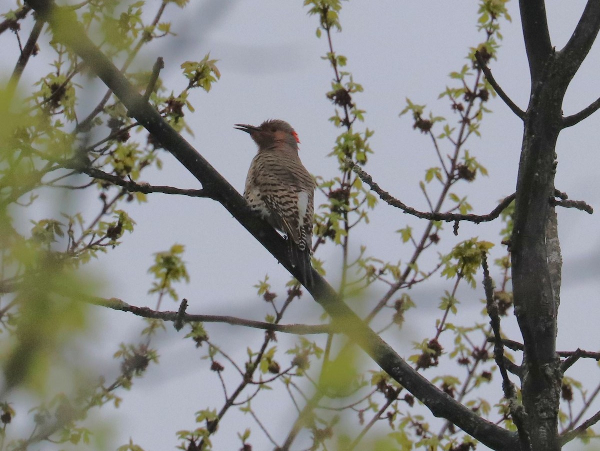Northern Flicker (Yellow-shafted) - Aaron Hywarren