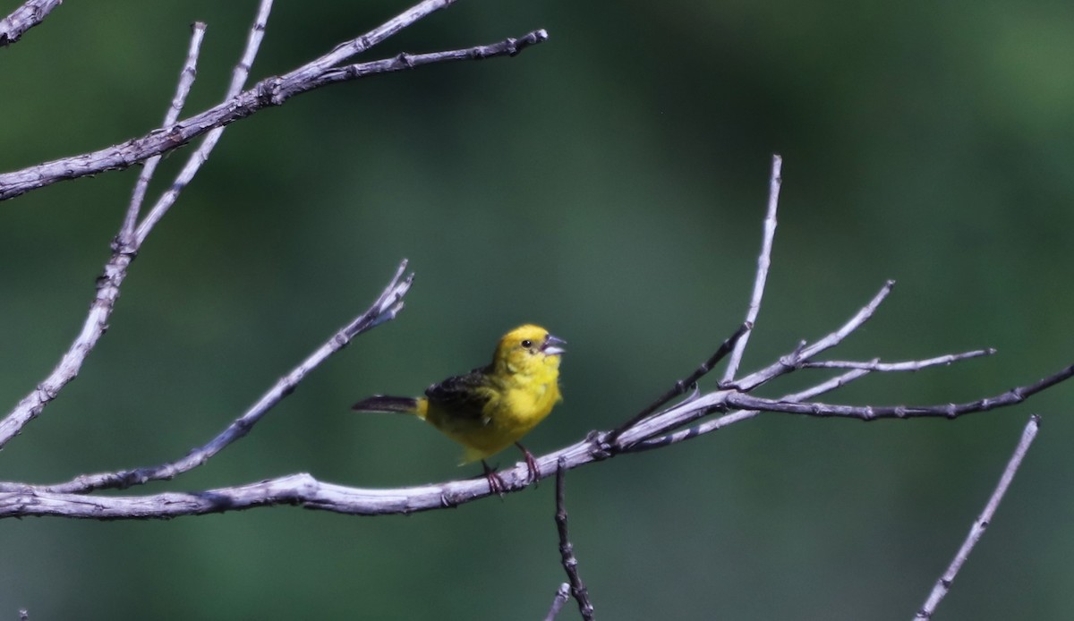Stripe-tailed Yellow-Finch - ML618520909