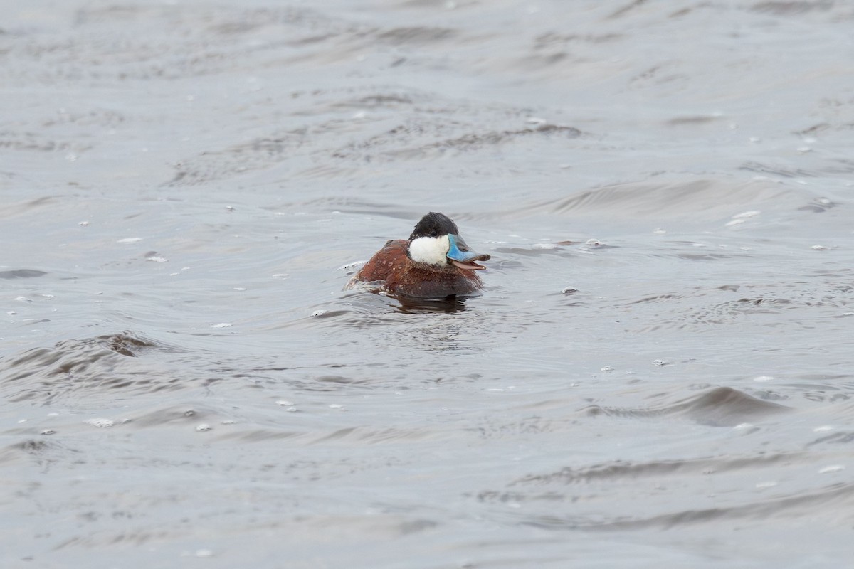 Ruddy Duck - ML618520927