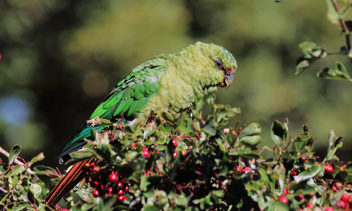 Austral Parakeet - ML618520933