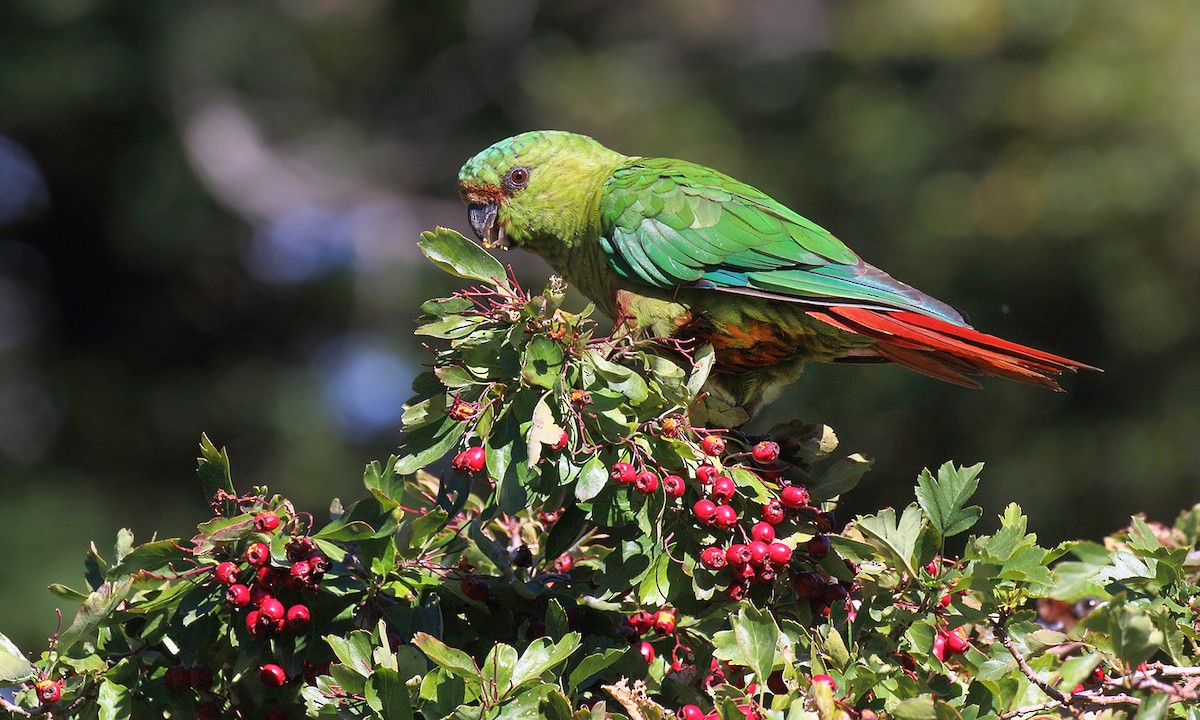 Austral Parakeet - ML618520934