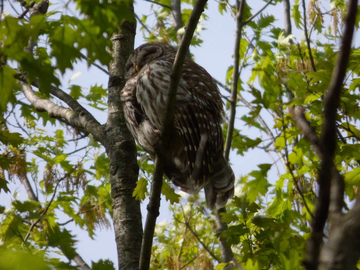 Barred Owl - ML618520947