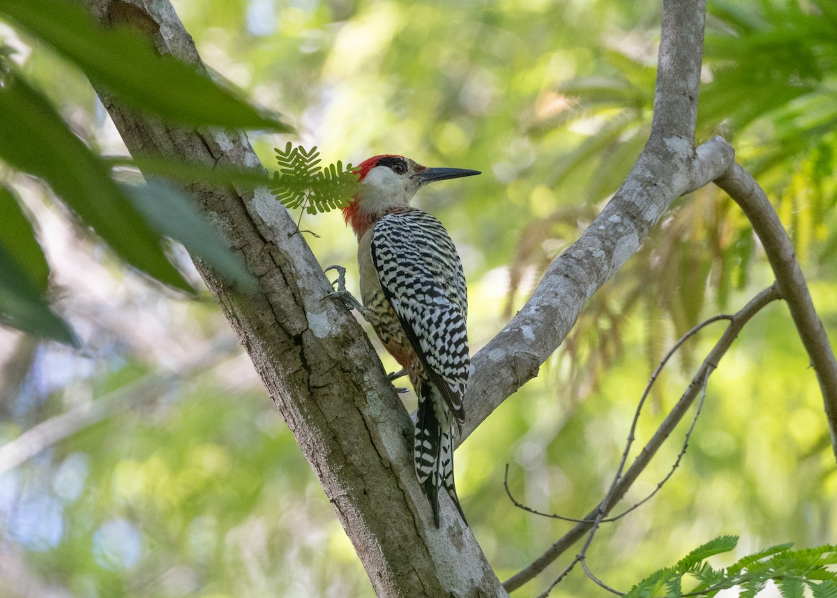 Cuban Green Woodpecker - ML618520964
