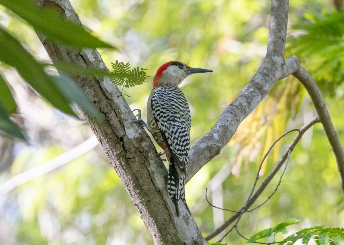 Cuban Green Woodpecker - ML618520965