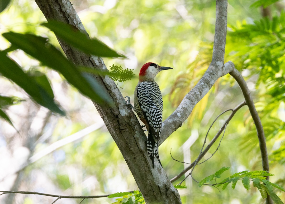 Cuban Green Woodpecker - ML618520966