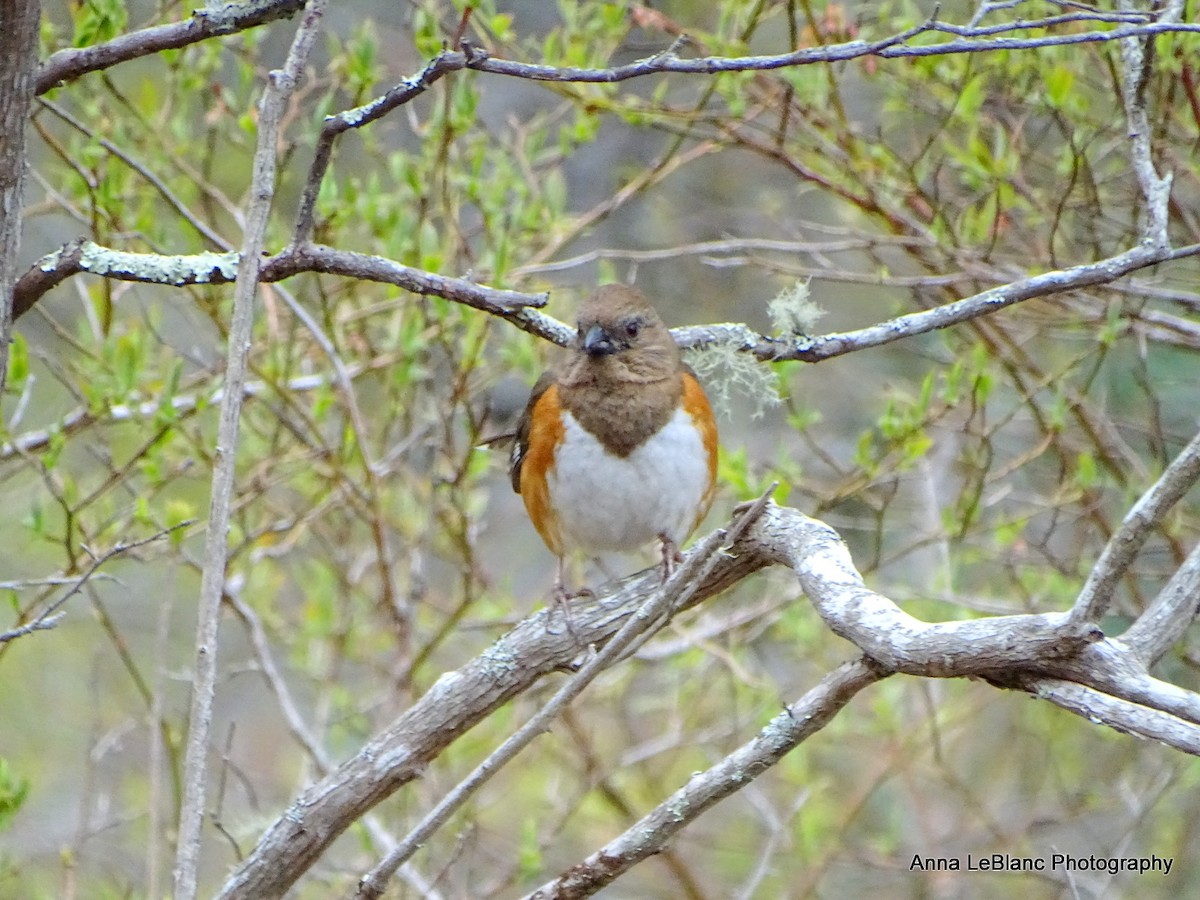 Eastern Towhee - ML618520967