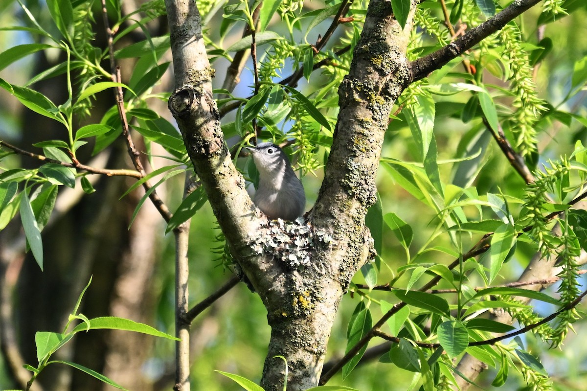 Blue-gray Gnatcatcher - Blake Livingston