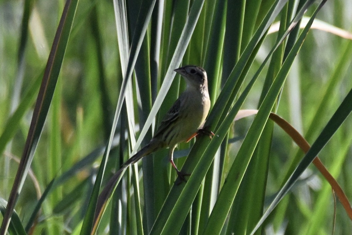 Bobolink - Jen Artuch