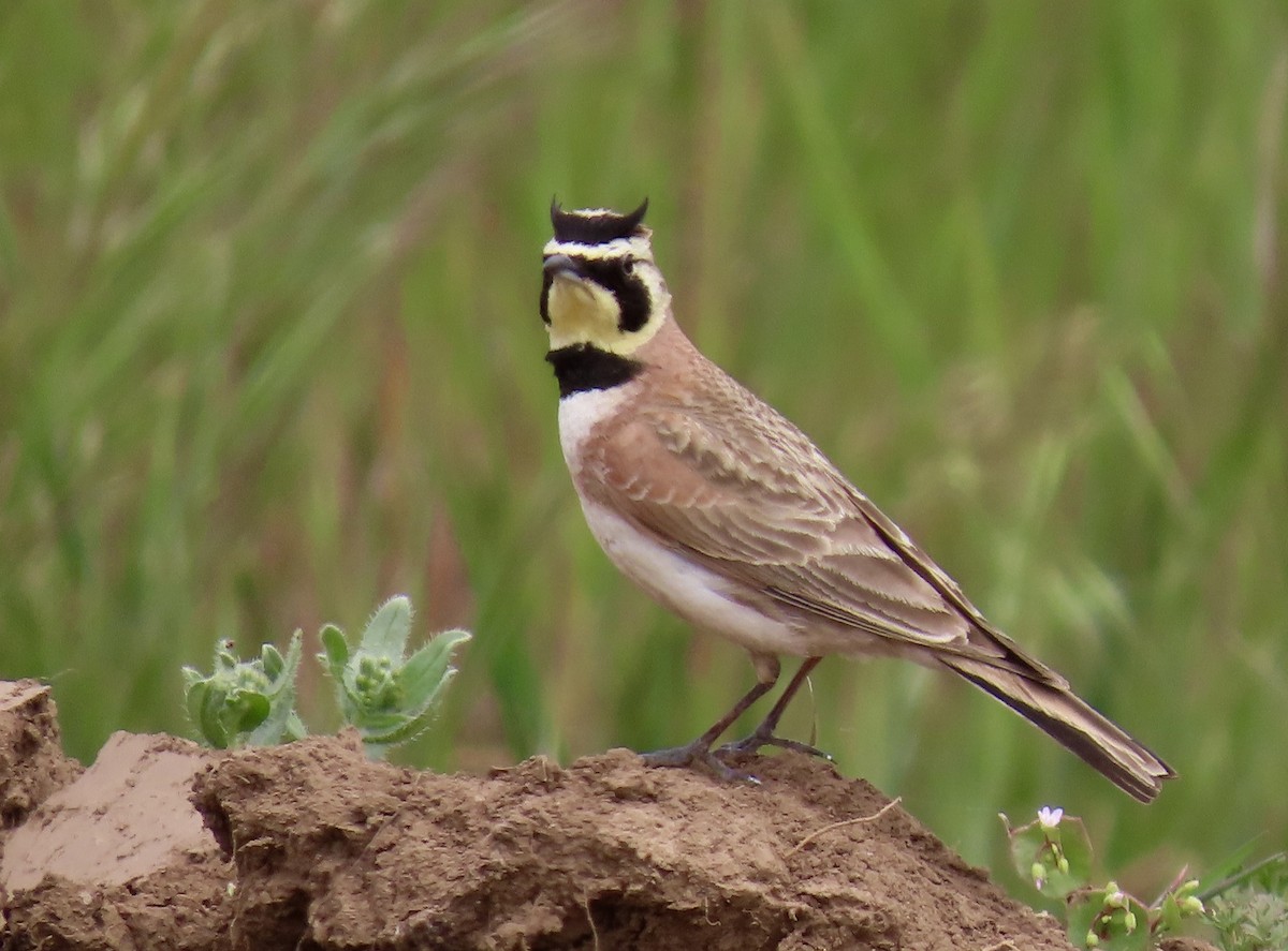 Horned Lark - karen pinckard