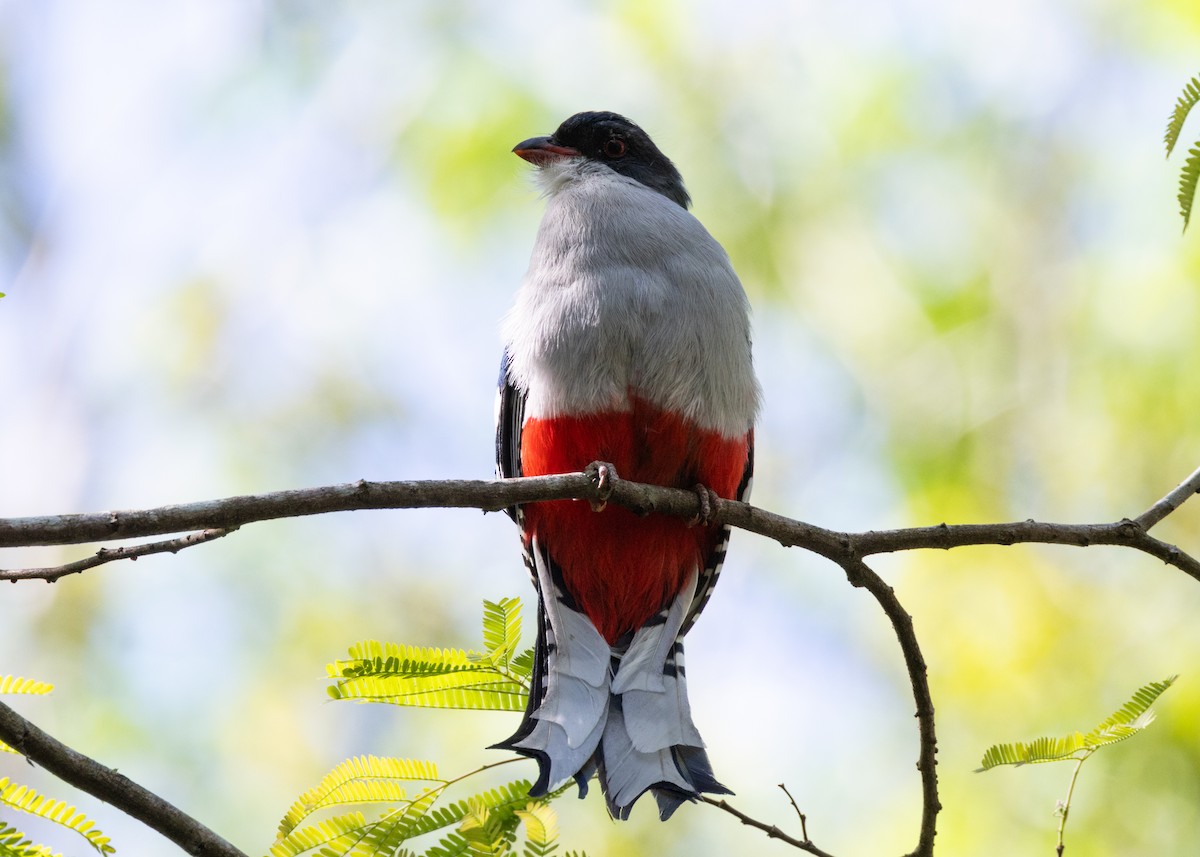 Cuban Trogon - ML618520982